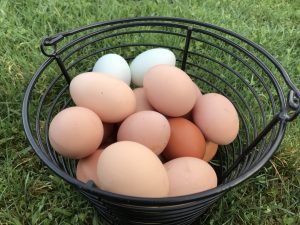 Farm fresh eggs at Ryan Family Farm in Graham WA