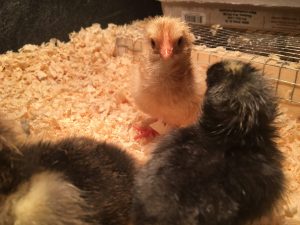 Newly hatched Buff Orpington chick