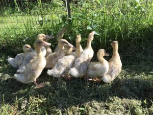 Our new Saxony ducks