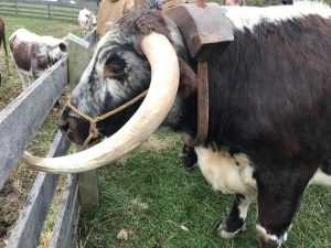 Heritage Breed English Longhorn Steer