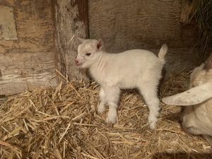 Baby boy goat