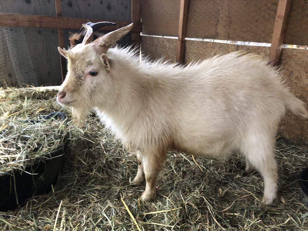 Cooper the goat
